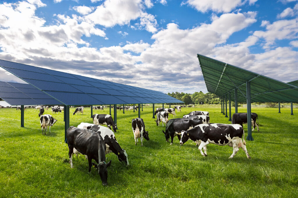 Solutions techniques - Panneaux sur exploitation bovines