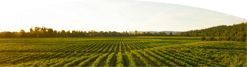 bannière champs vignes