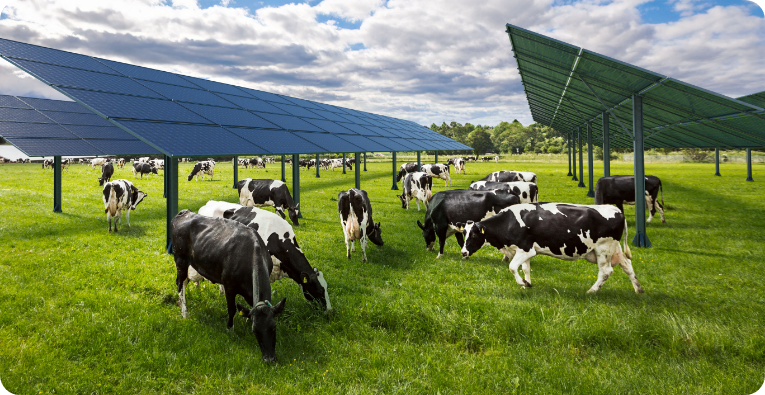 Solutions techniques - Panneaux sur exploitation bovines