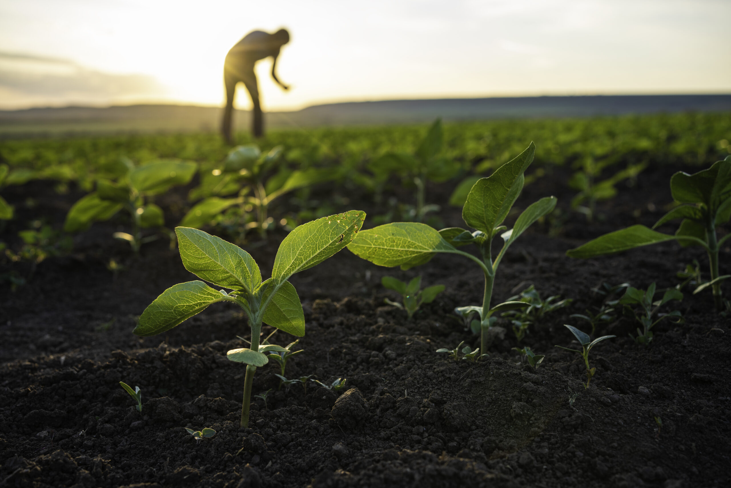 Notre expertise en agrivoltaïsme et énergies renouvelables- Exploitation agricole 